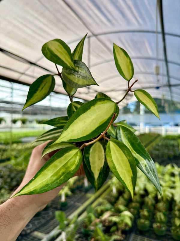 Hoya latifolia 'Pot of Gold' plant in a pot, featuring broad green leaves with yellow variegation, from Canopy Plant Co.