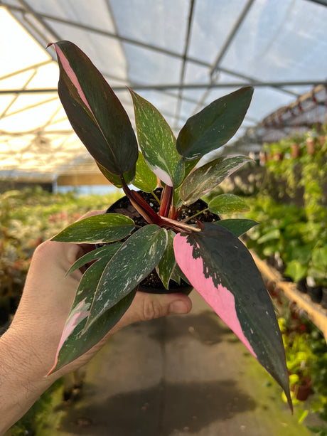 4” Philodendron Pink Princess (Marble)