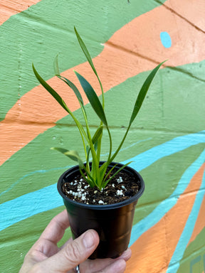 4" Philodendron 'Sucre Slim' - Canopy Plant Co.