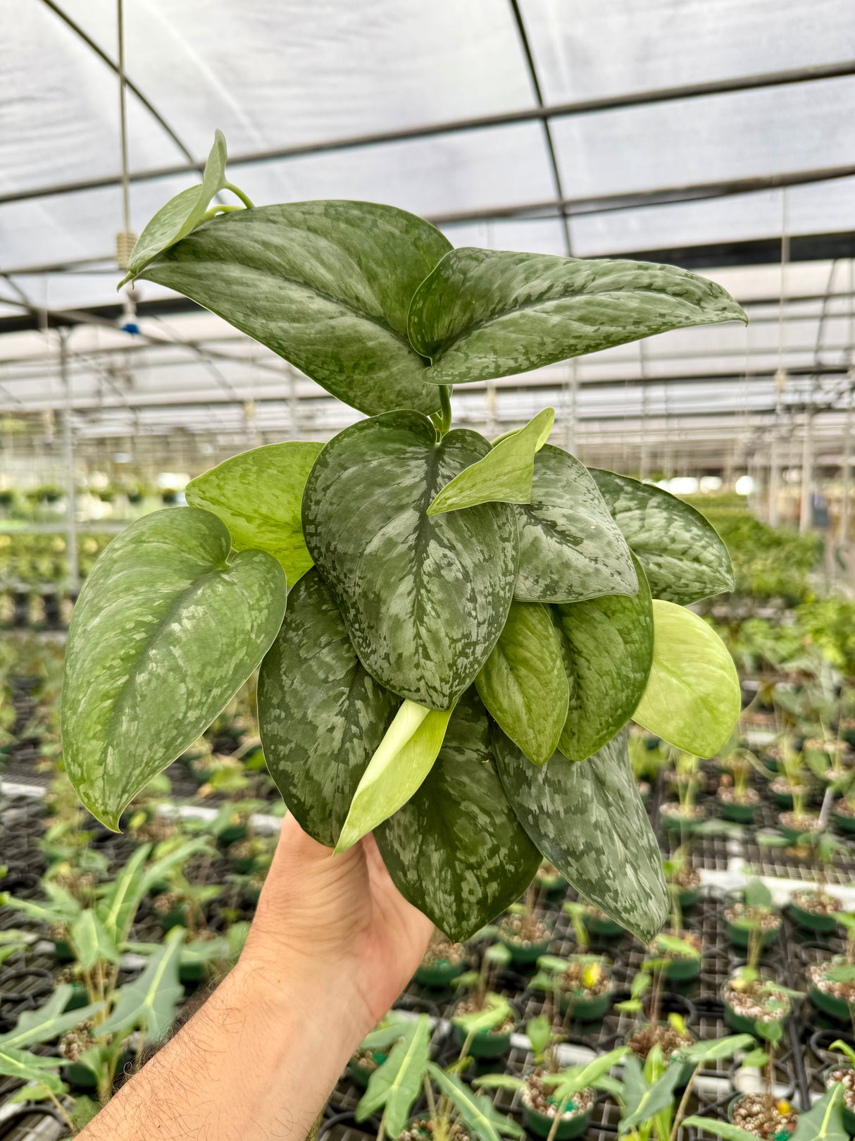 6" Scindapsus 'Mount Salak'