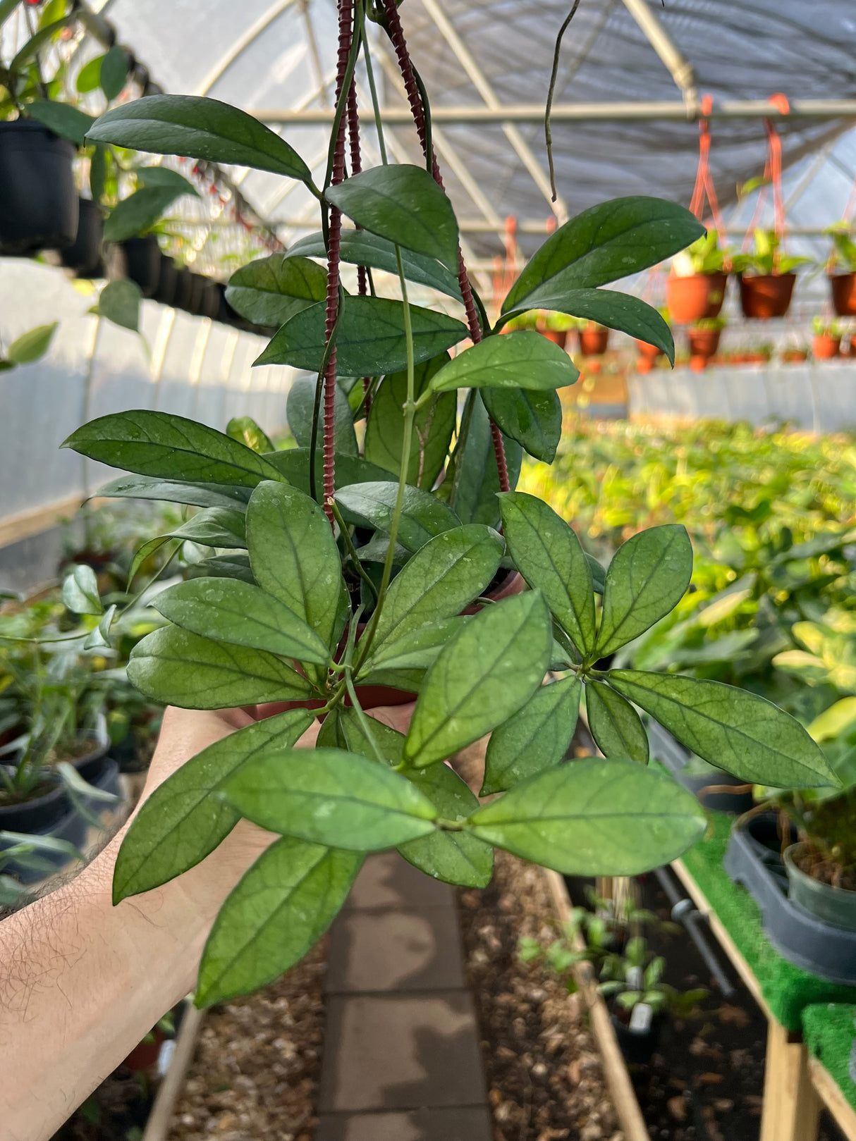 4” Hoya crassipetiolata hanging basket