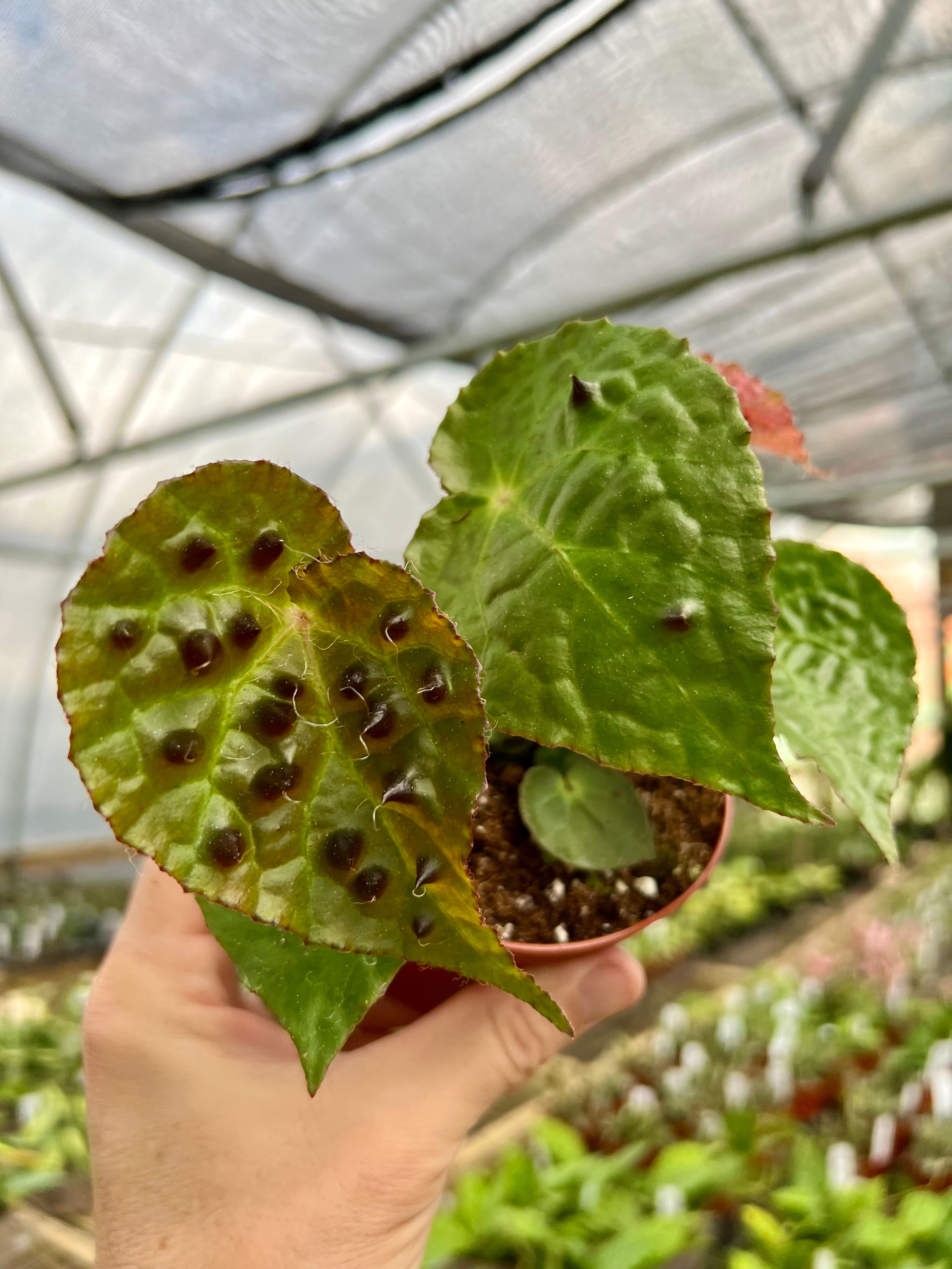 In Stock – Page 9 – Canopy Plant Co. In Stock – Page 9 – Canopy Plant Co.