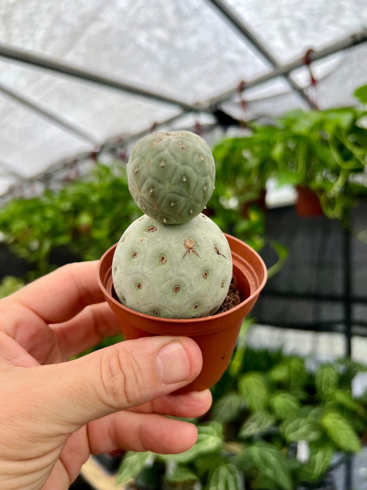 2.5" Tephrocactus geometricus - Canopy Plant Co.