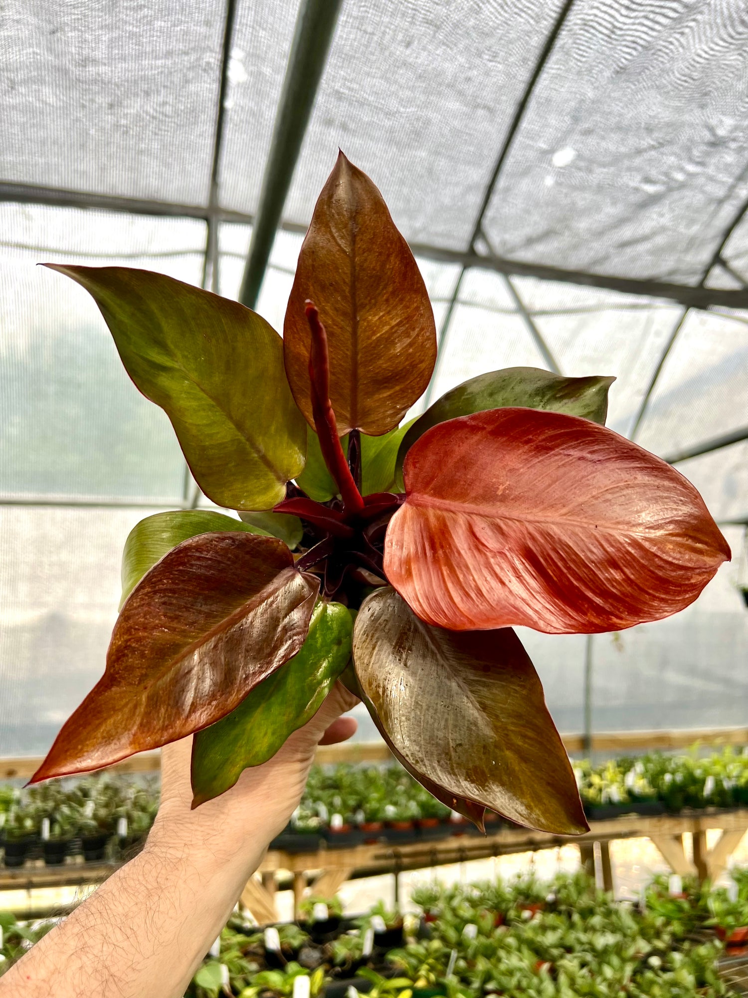 red sun philodendron 4" Philodendron Sun Red