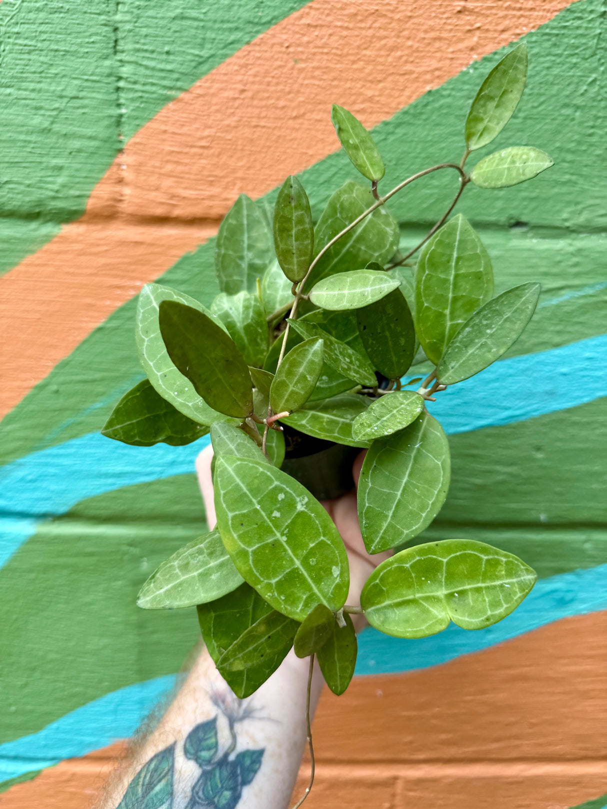 4" Hoya elliptica hanging basket - Canopy Plant Co.