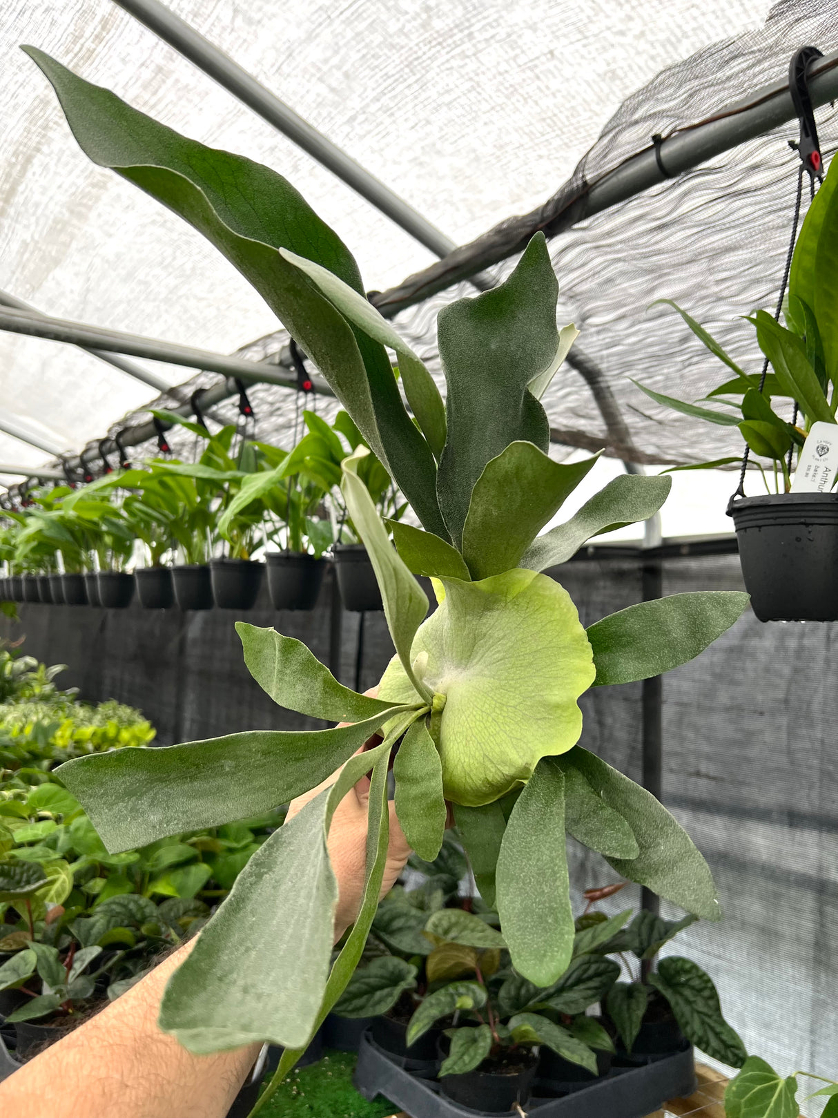 4” Staghorn fern (Platycerium bifurcatum) - Canopy Plant Co.