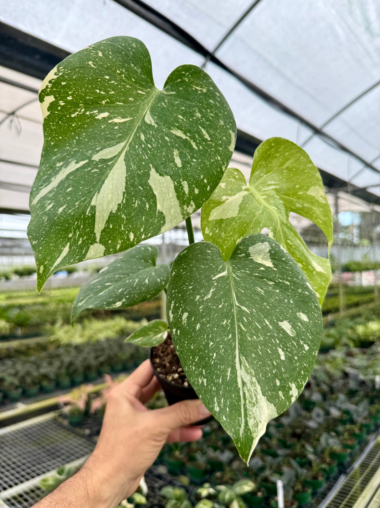 4" Monstera ‘Thai Constellation’