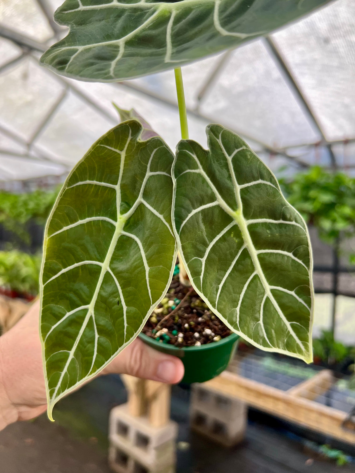 4" Alocasia watsoniana - Canopy Plant Co.
