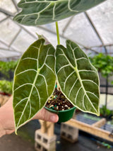 4" Alocasia watsoniana - Canopy Plant Co.