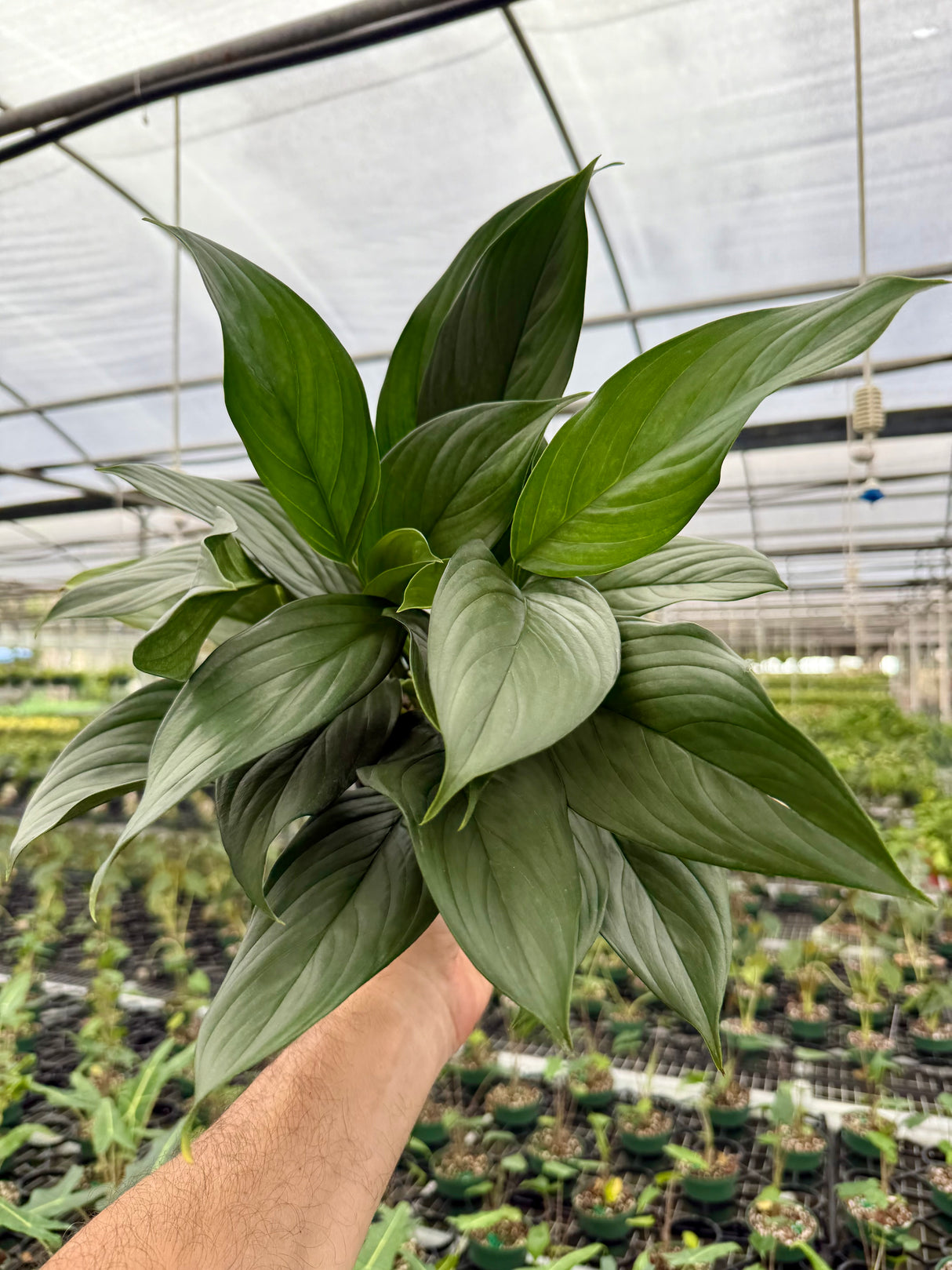 6” Scindapsus perakensis