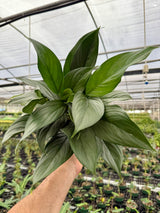 6” Scindapsus perakensis