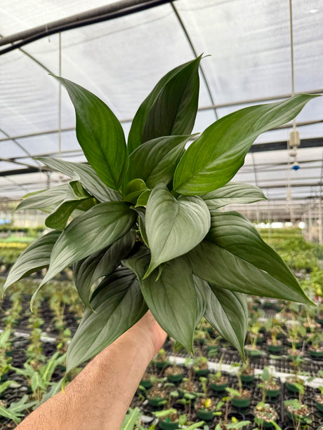6” Scindapsus perakensis - Canopy Plant Co.