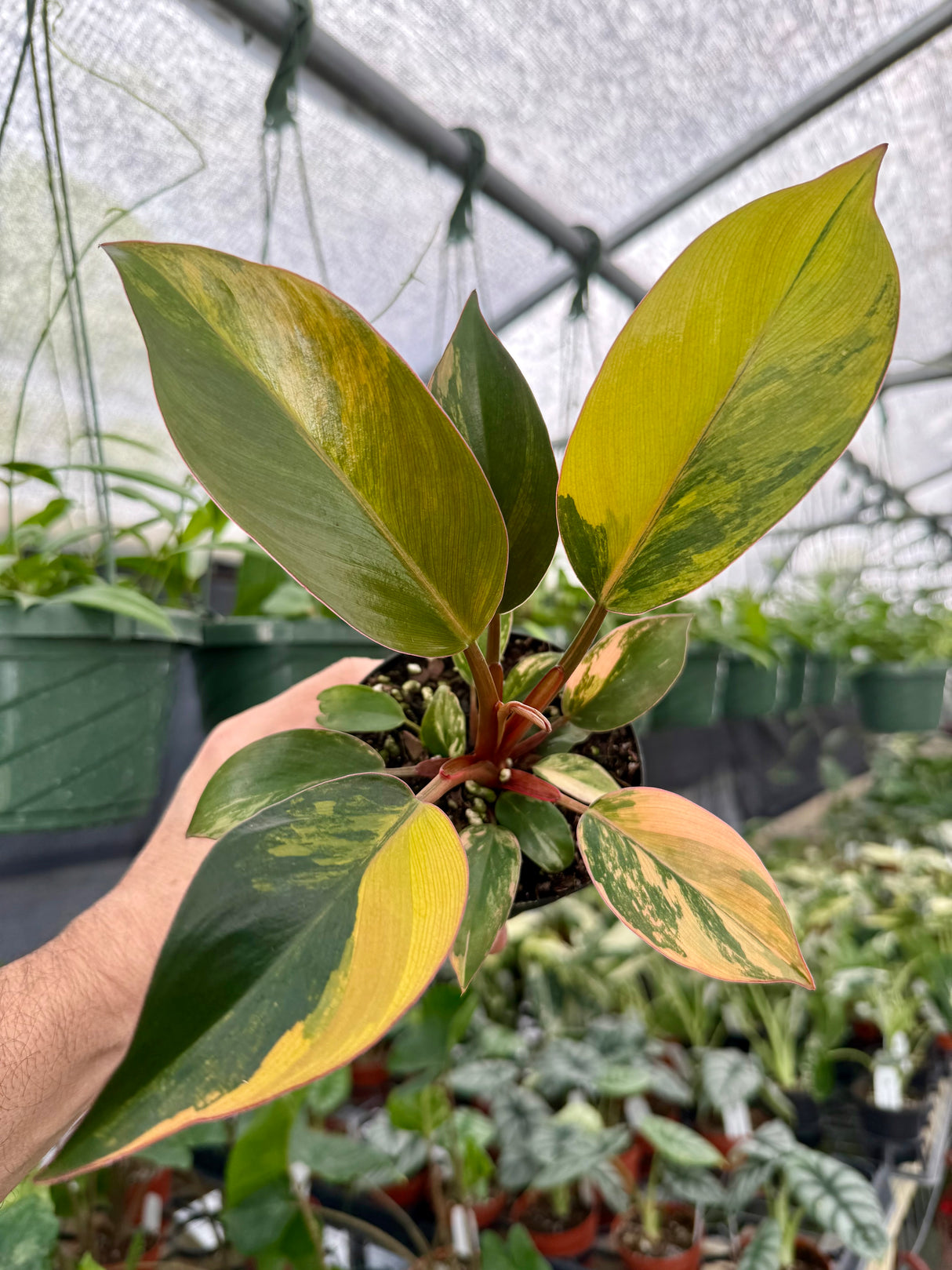 4" Philodendron 'Red Congo' variegated