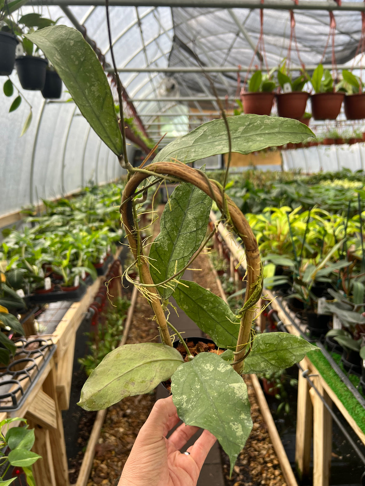 4" Hoya peninsularis 'Teddy Bear'