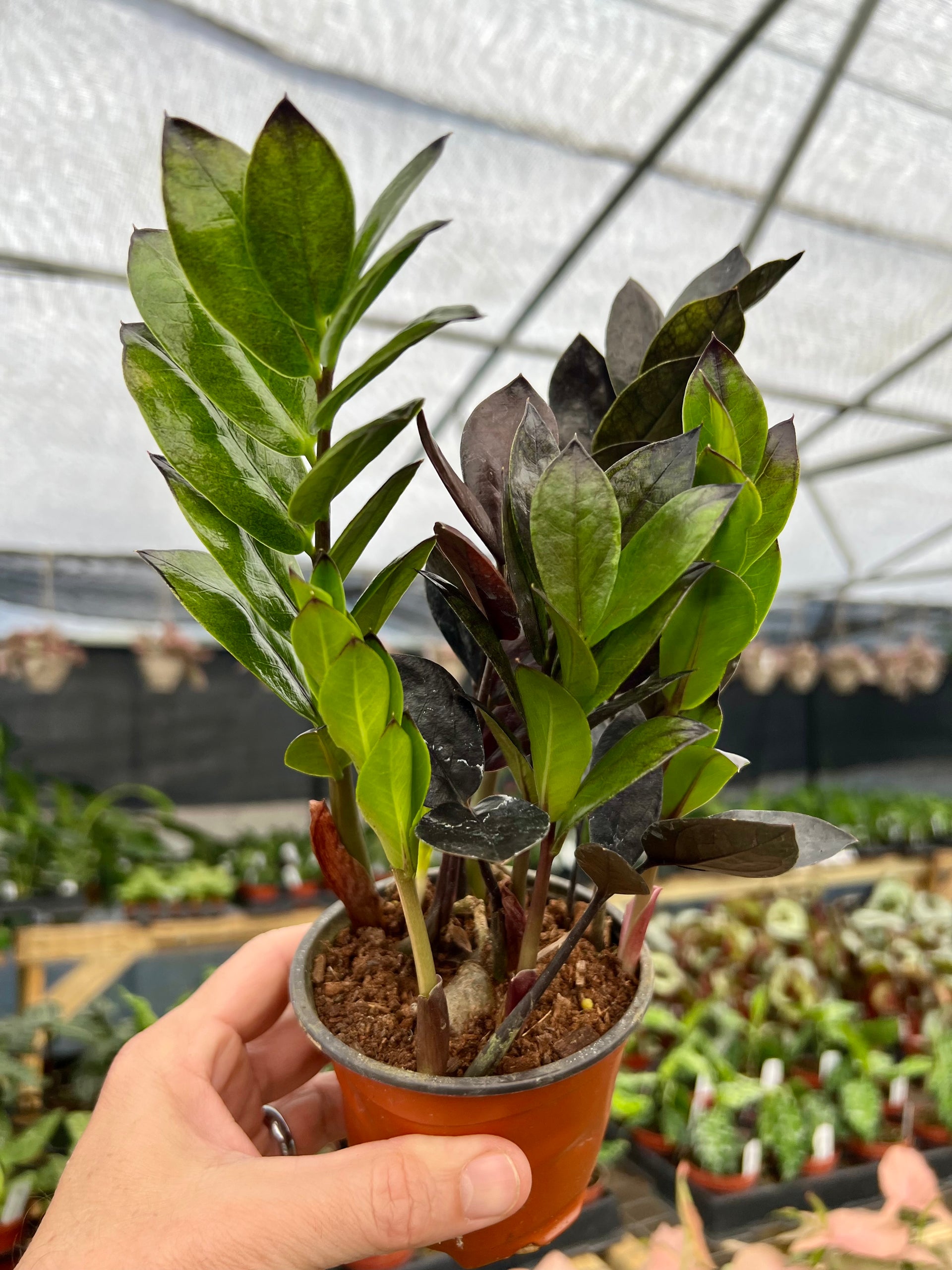 are zz plants pet safe 4" Zamioculcas zamiifolia 'Black' (ZZ Plant) – Canopy Plant Co