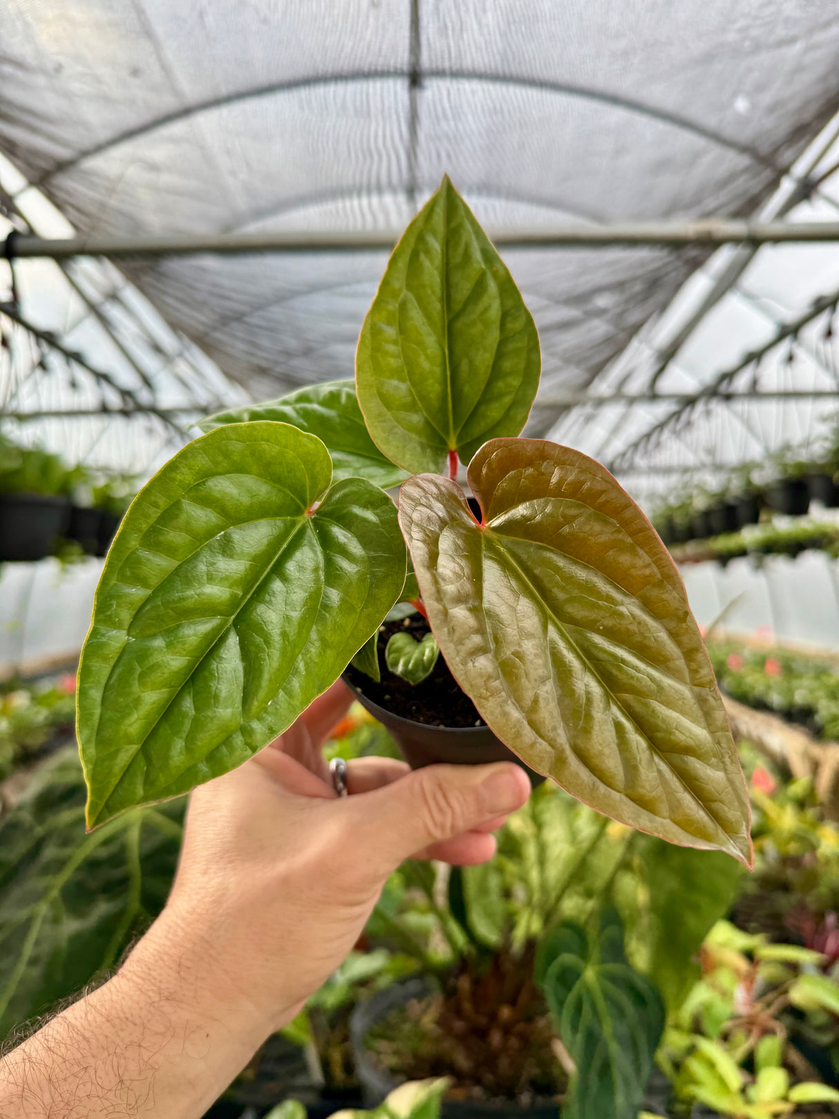 4” Anthurium radicans x luxurians