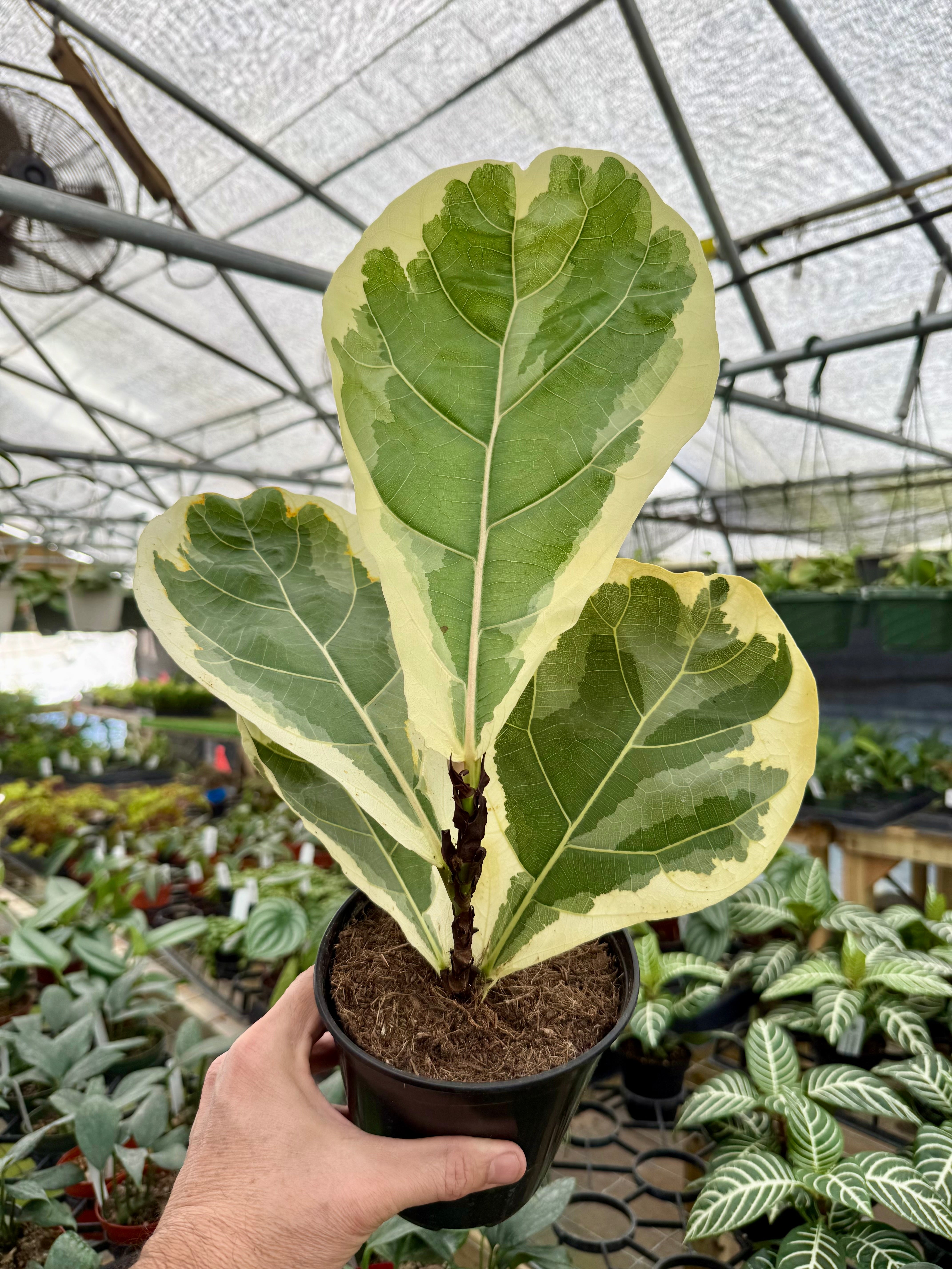 Pof］Ficus Lyrata ivonne variegata フィカス・リラータ・イヴォンヌ