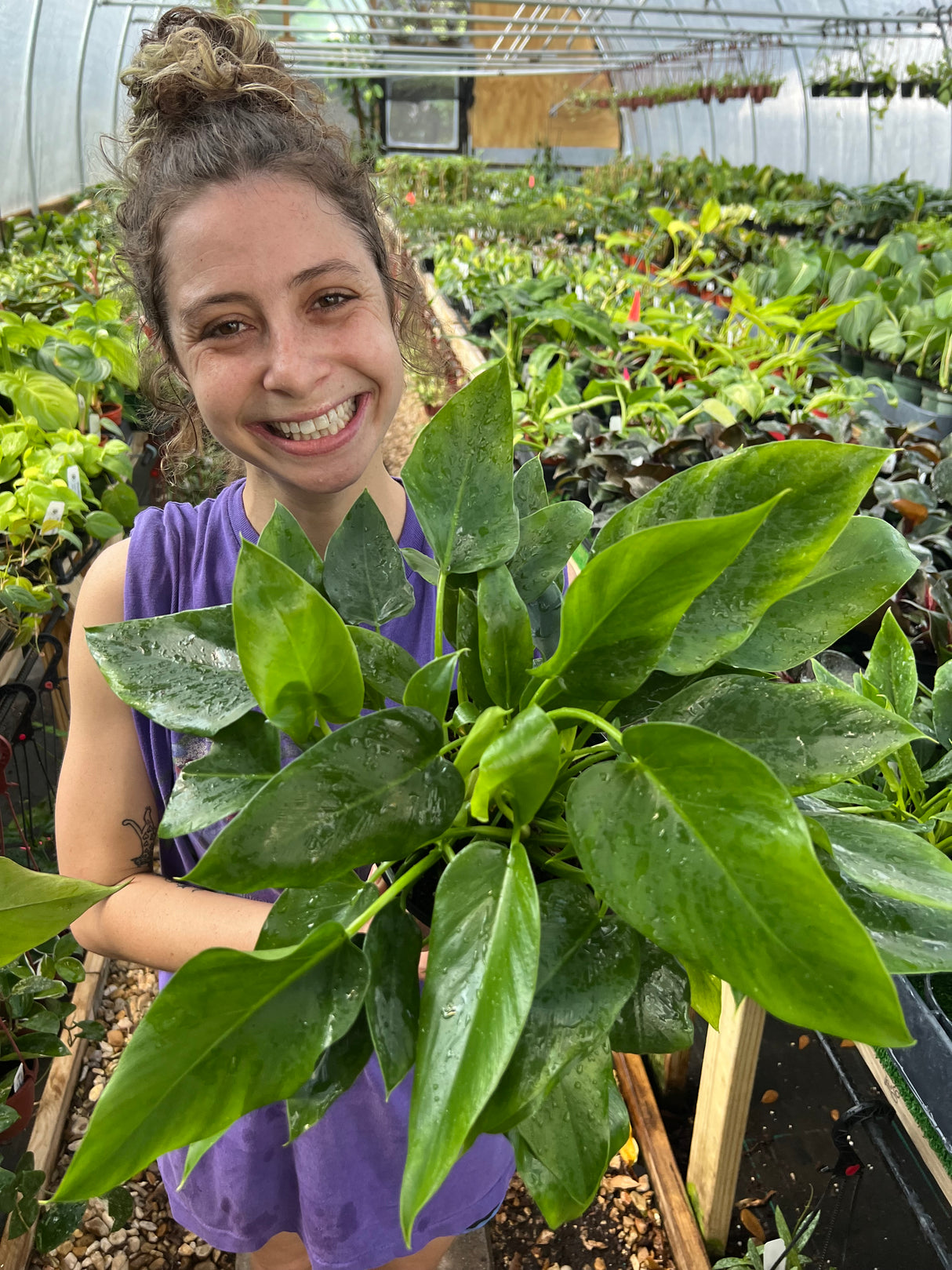 6" Philodendron Giganteum