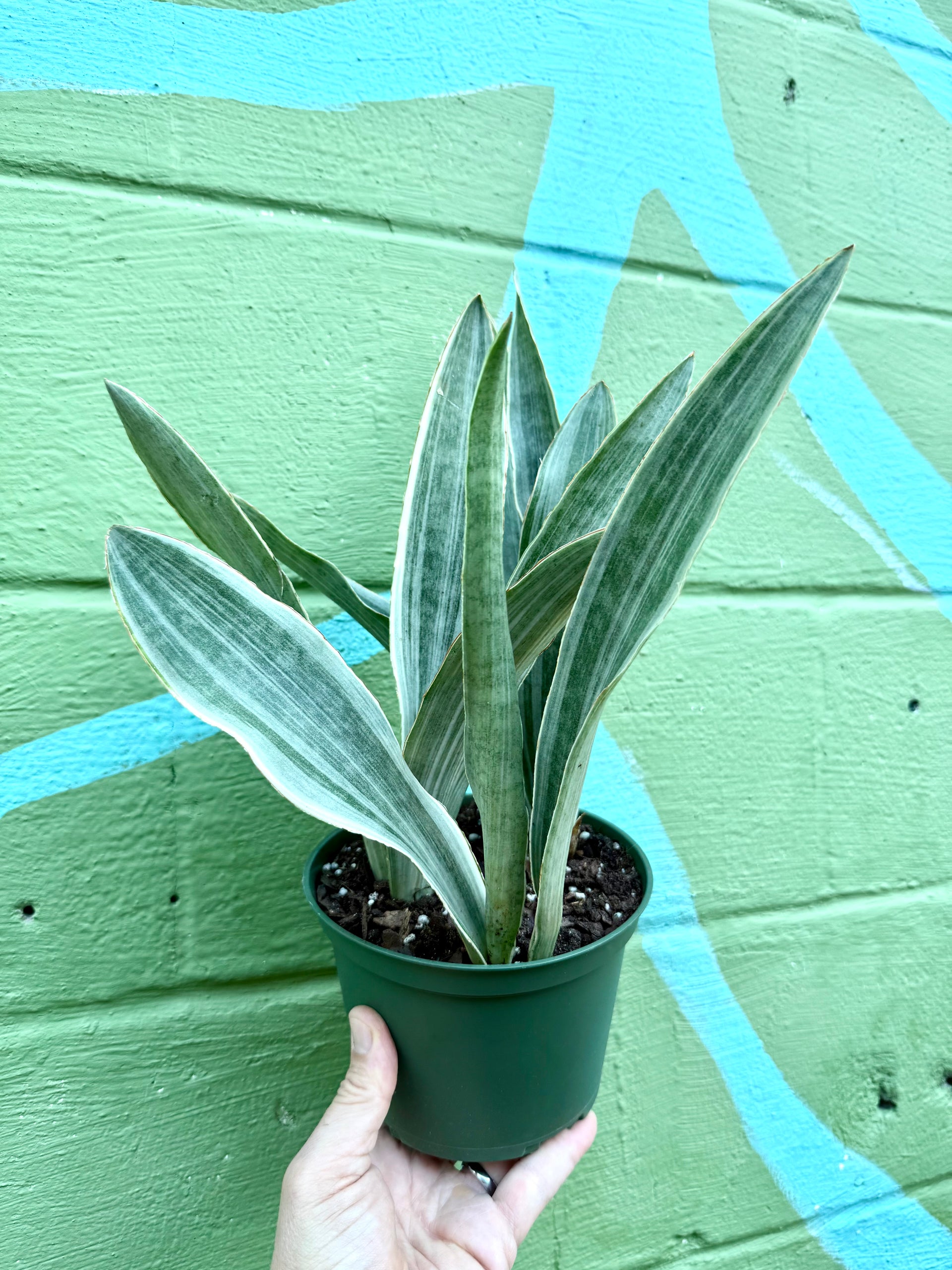 sansevieria siam silver 6” Sansevieria ‘Sayuri’