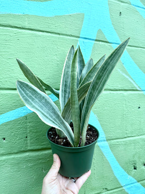 6” Sansevieria ‘Sayuri’ - Canopy Plant Co.