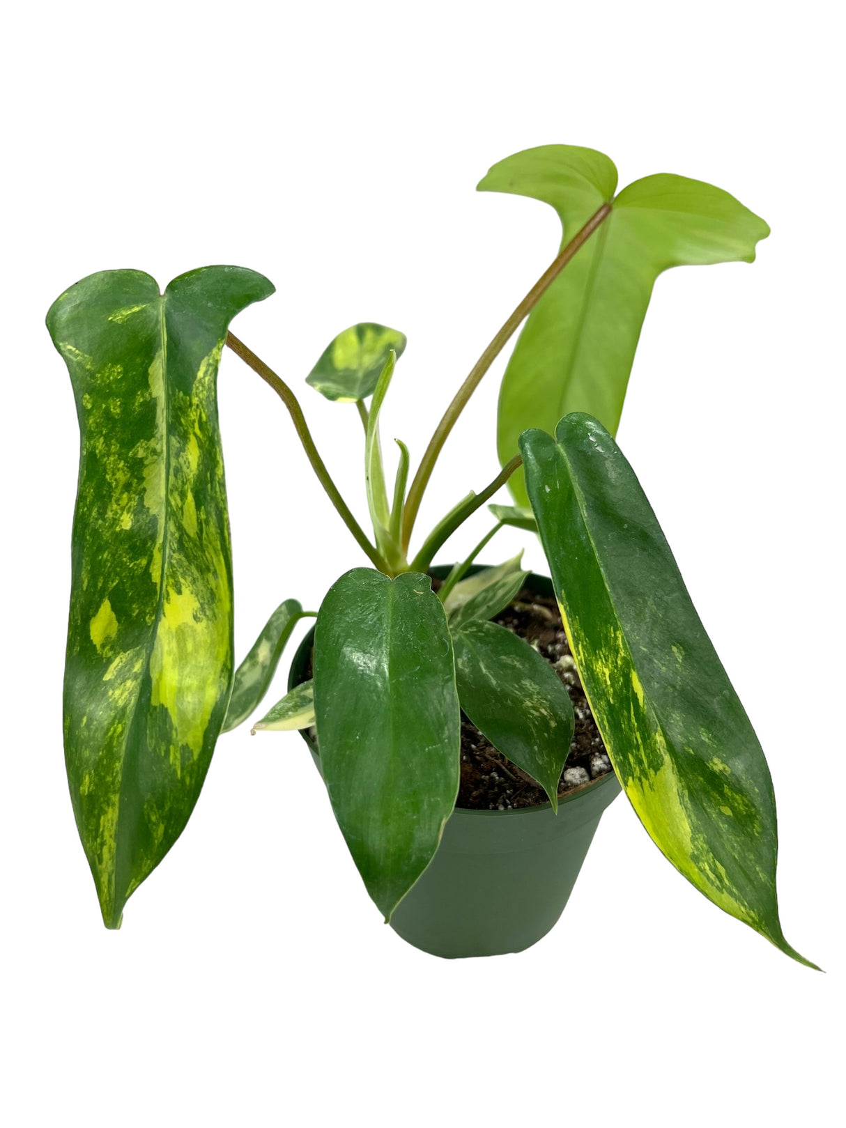 4” Philodendron Florida Beauty