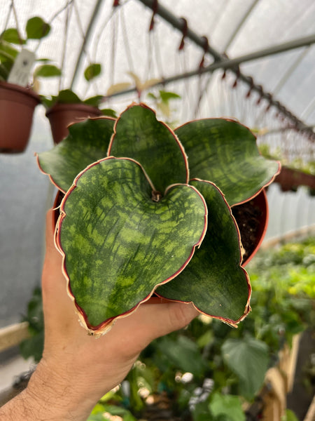 7666CB07-BAE4-4770-9A47-