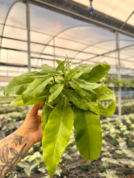 6" Hoya imperialis (pink flower)