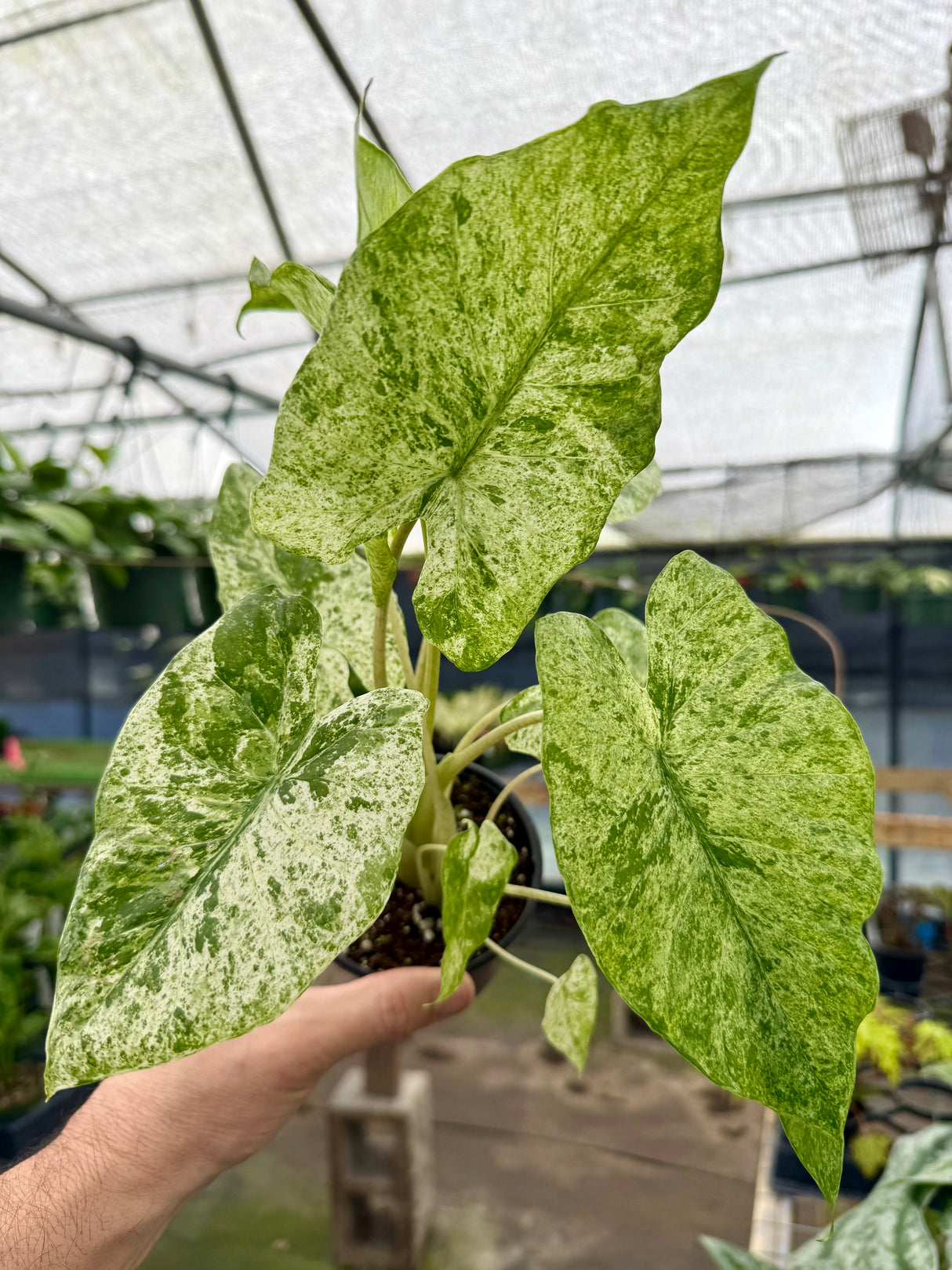 4" Alocasia ‘Blizzard’