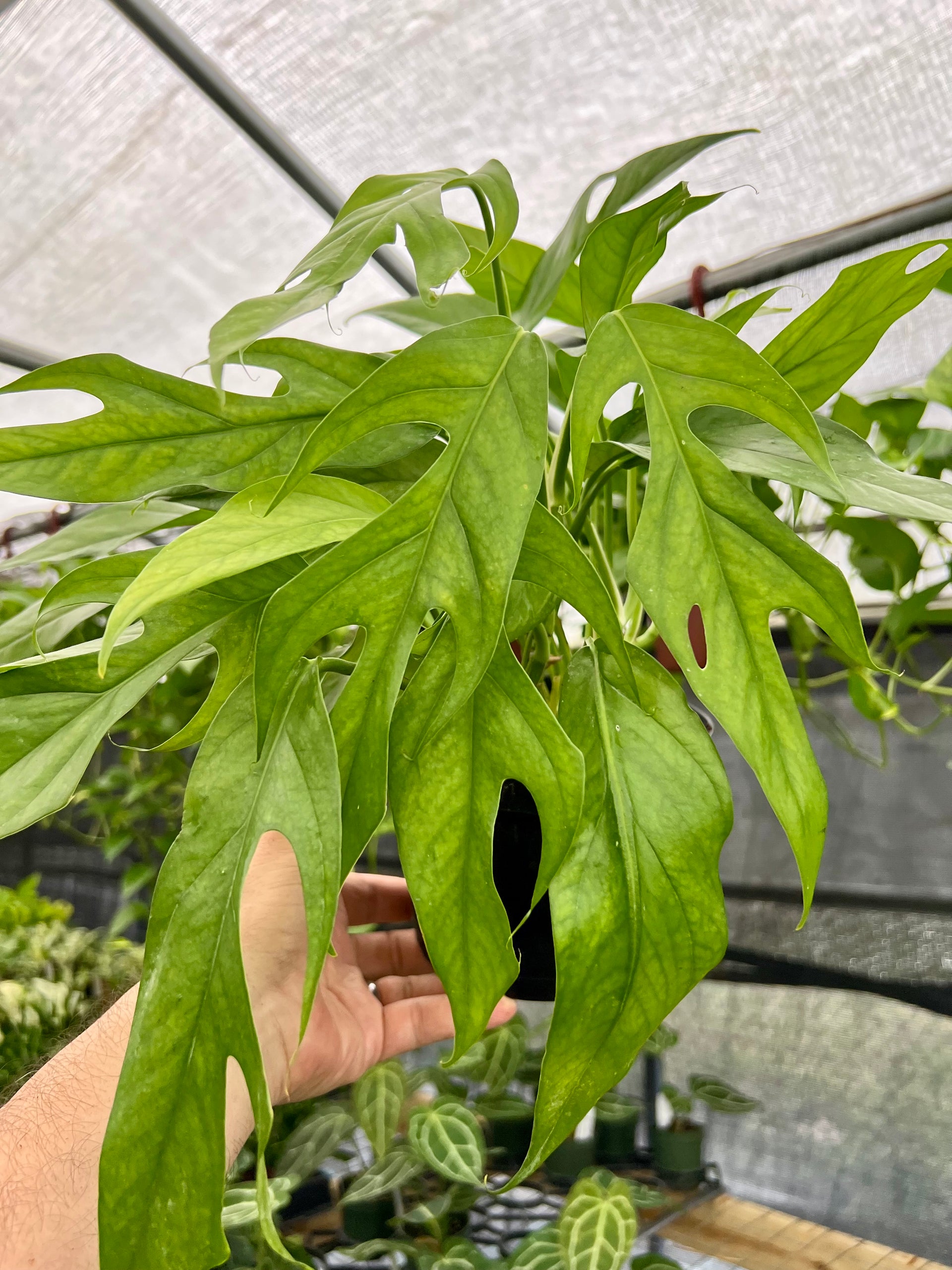baltic blue pothos large 6” Pothos 'Baltic Blue'