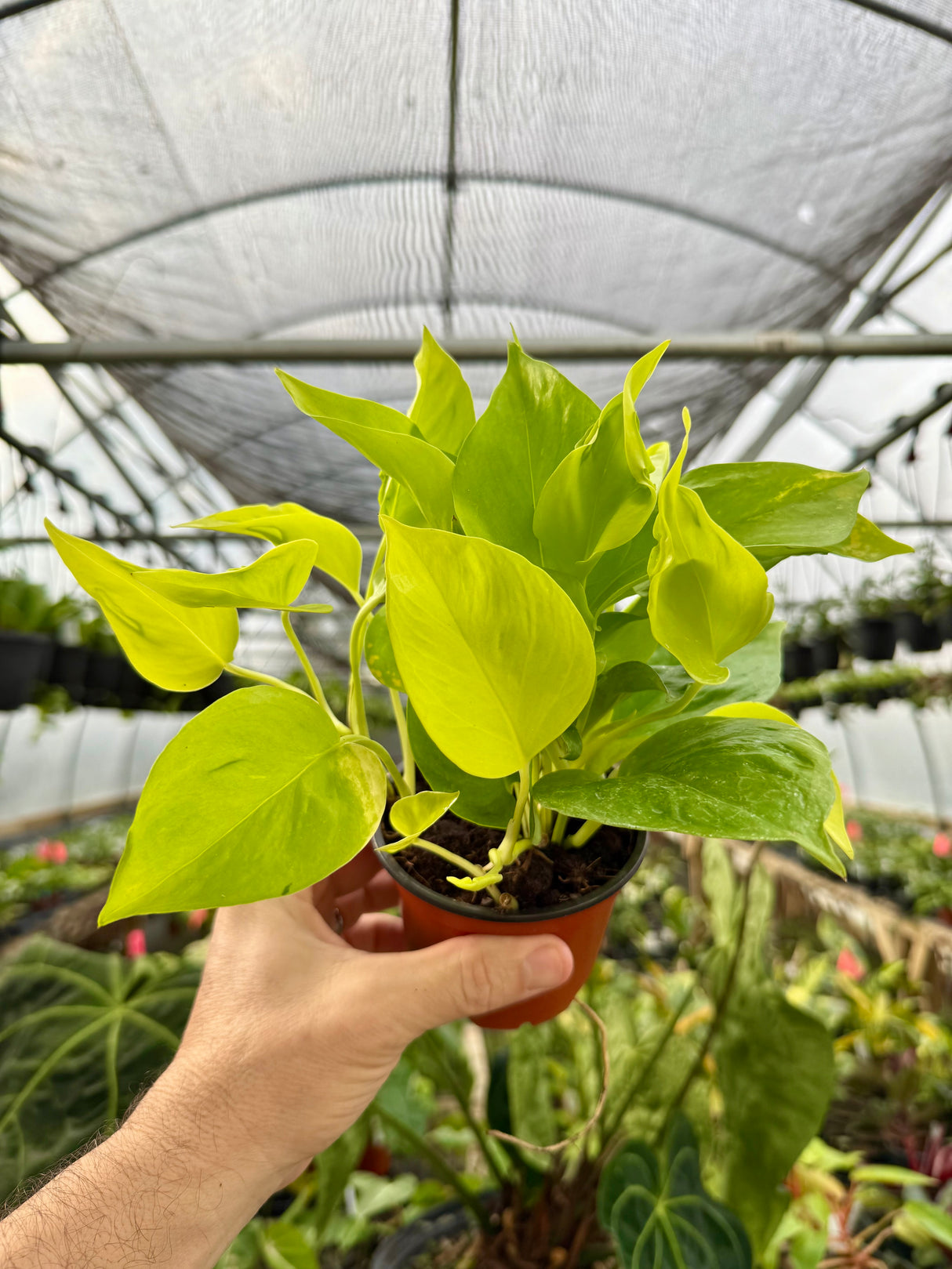 4" Pothos ‘Champs Elysees’
