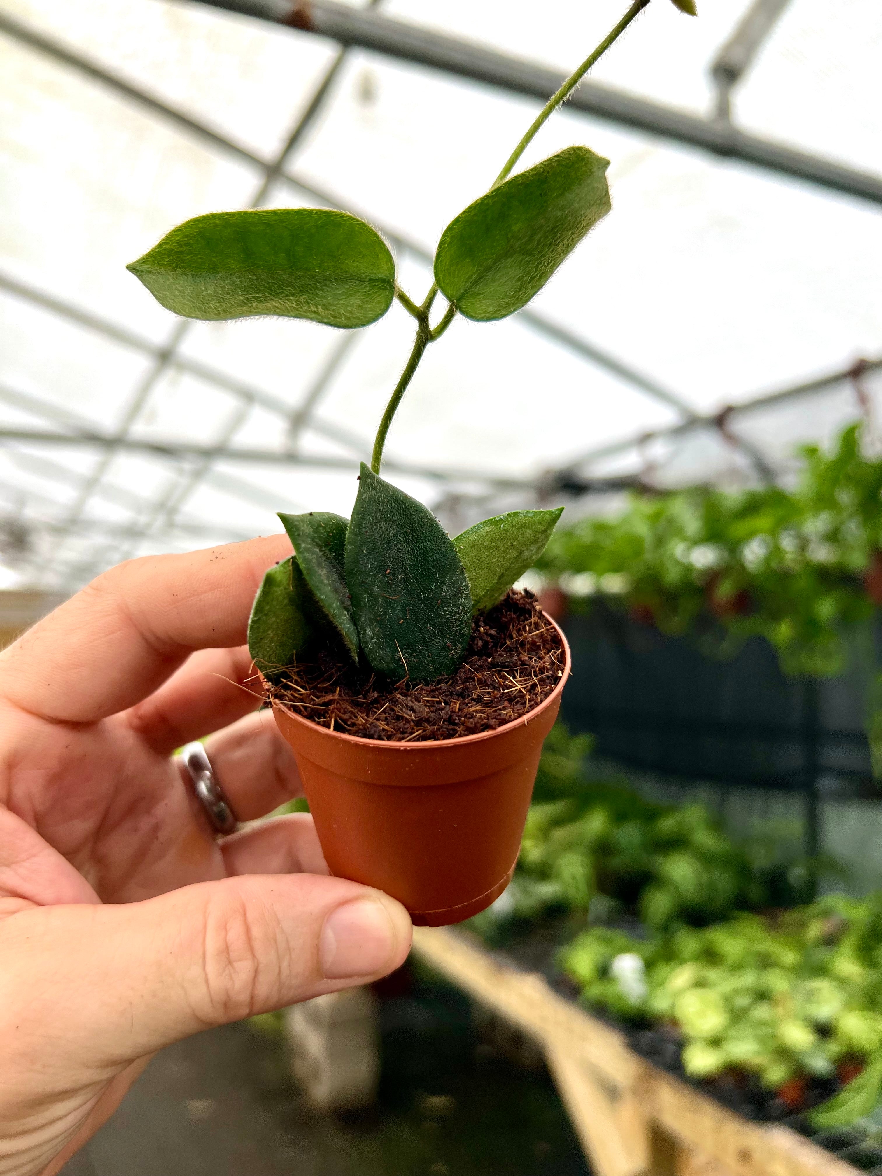 glass-roots グラスルーツ HOYA GrassRoots G-CL-58-II SUGIZOモデル グラスルーツ