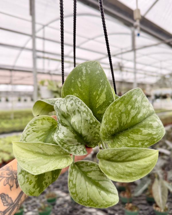 4" Scindapsus ‘Exotica’ hanging basket