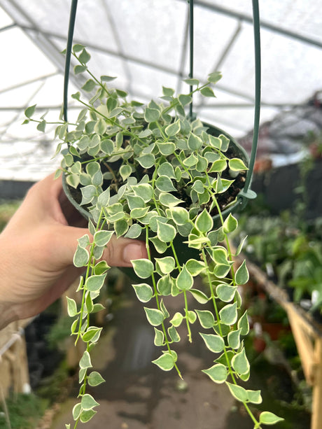 5" Dischidia Million Hearts variegated hanging basket