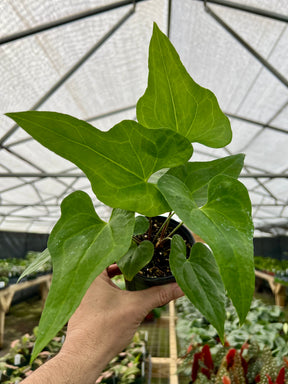 4" Anthurium podophyllum - Canopy Plant Co.