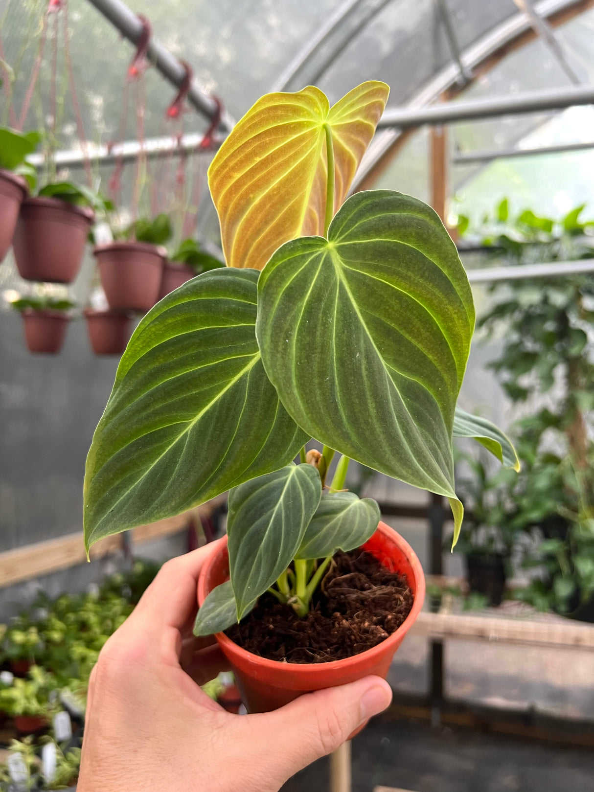 4" Philodendron Splendid