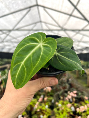 4” Anthurium villenaorum - Canopy Plant Co.