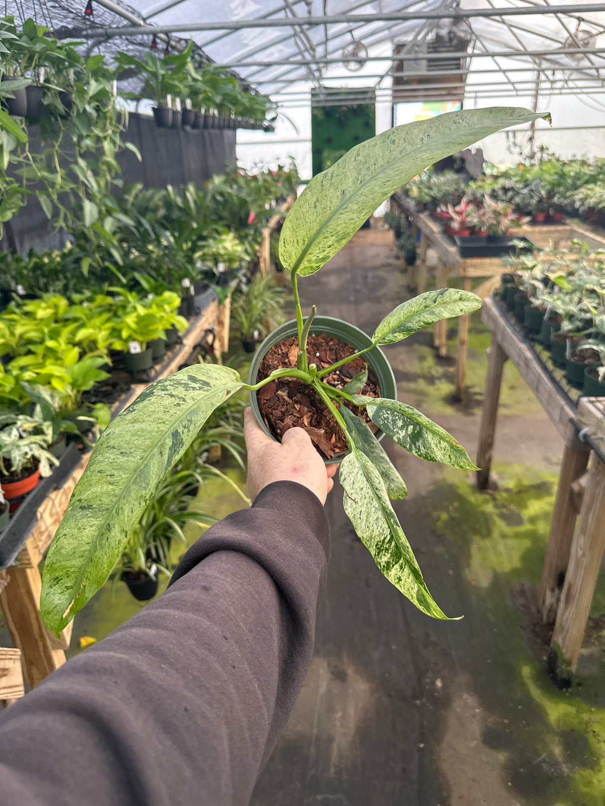 6” Epipremnum giganteum variegated