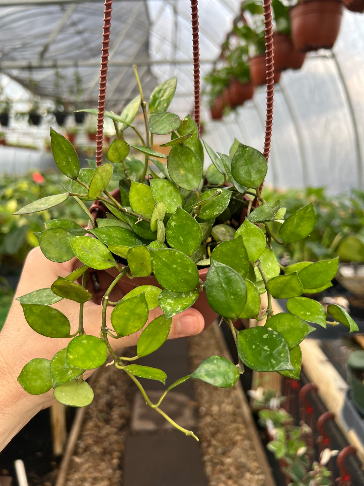 4" Hoya krohniana 'Black' hanging basket