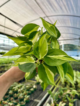 4” Philodendron ‘Cream Splash’