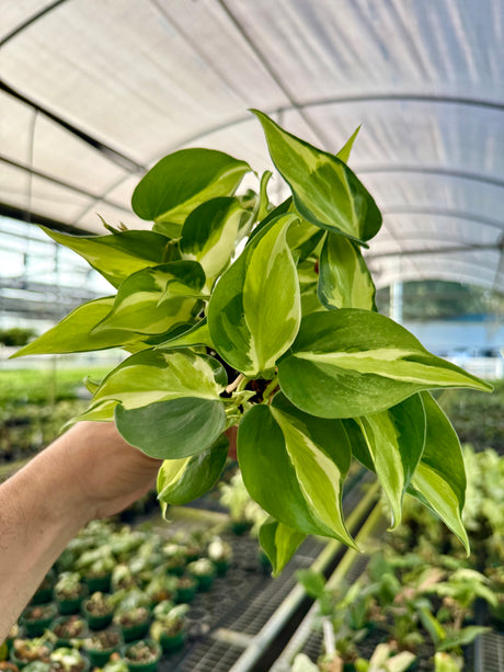 4” Philodendron ‘Cream Splash’