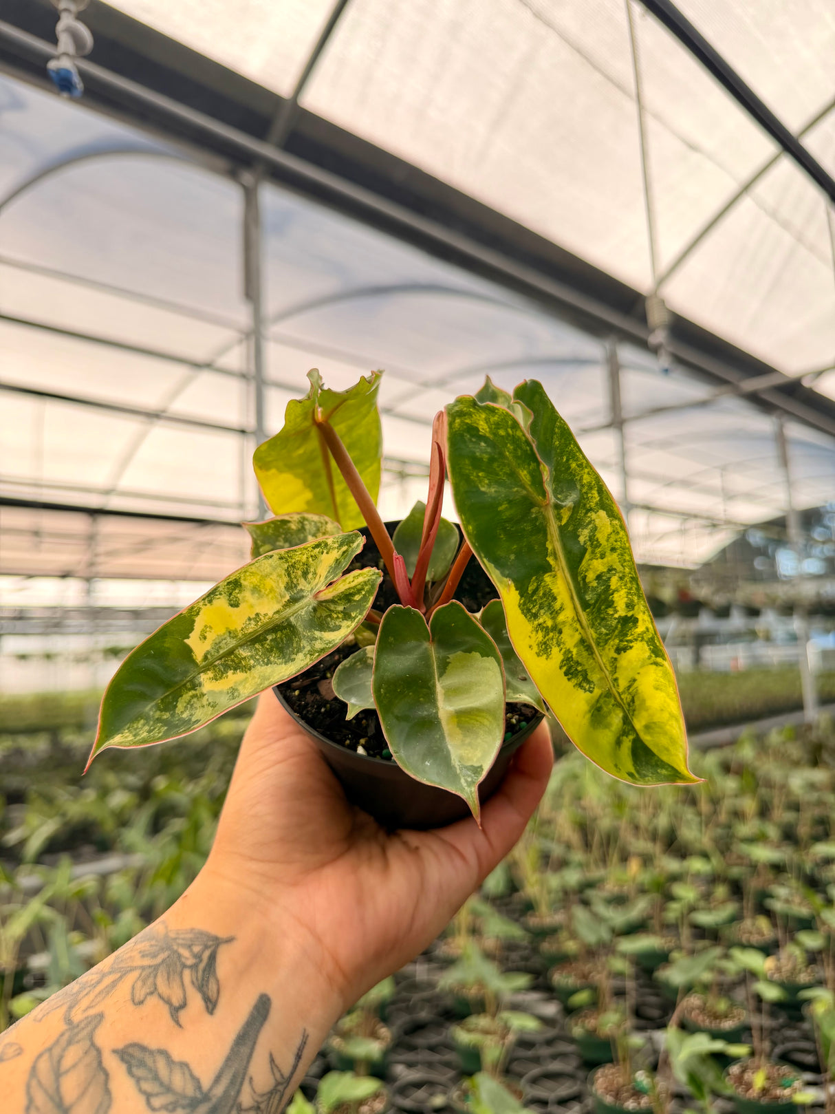 4" Philodendron billietiae variegated