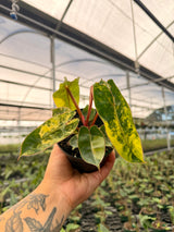 4" Philodendron billietiae variegated