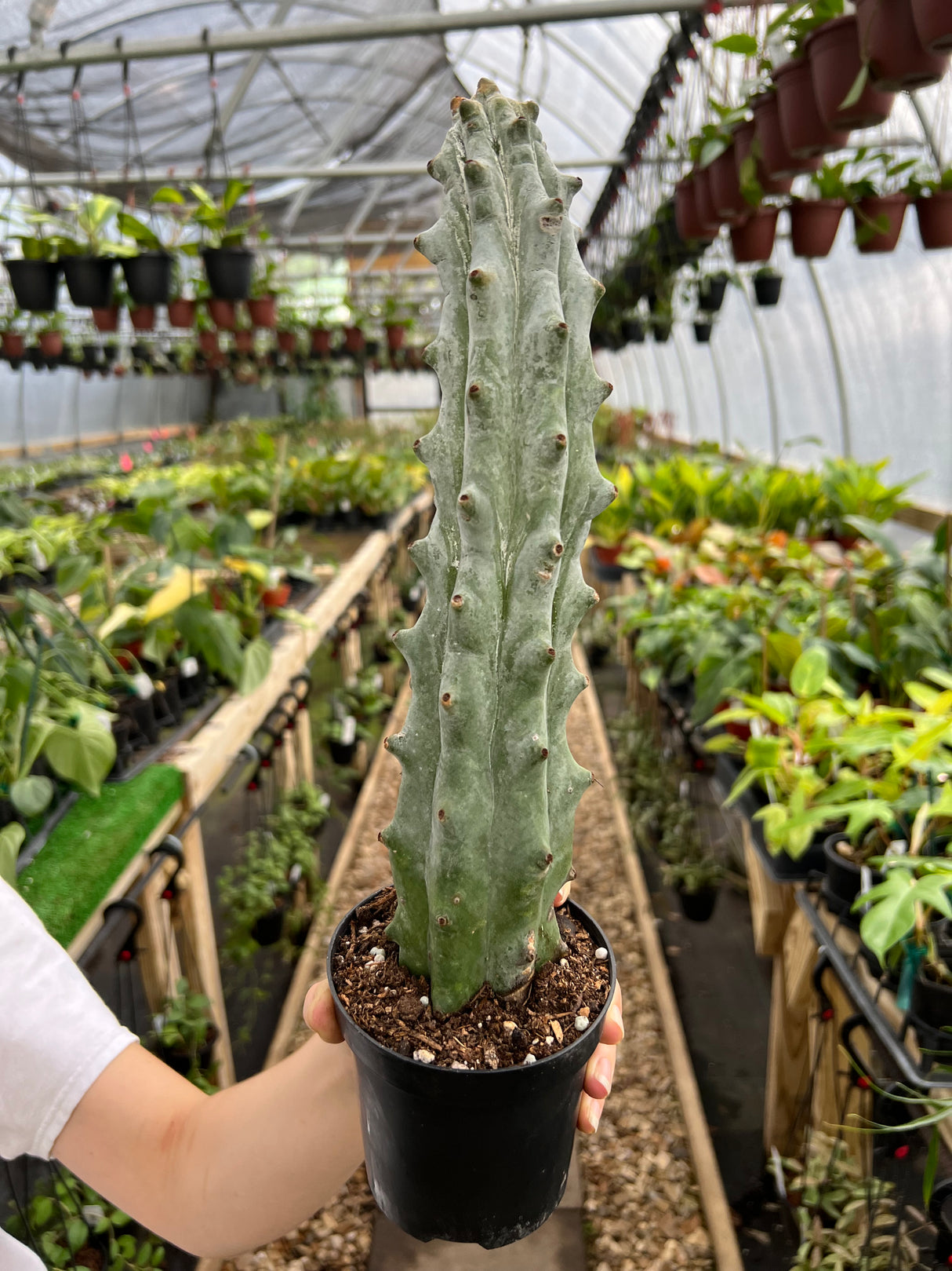 4” Stenocereus beneckei 'Ghost White Boobie Cactus'