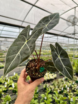 4" Alocasia ‘Dragons Tooth’