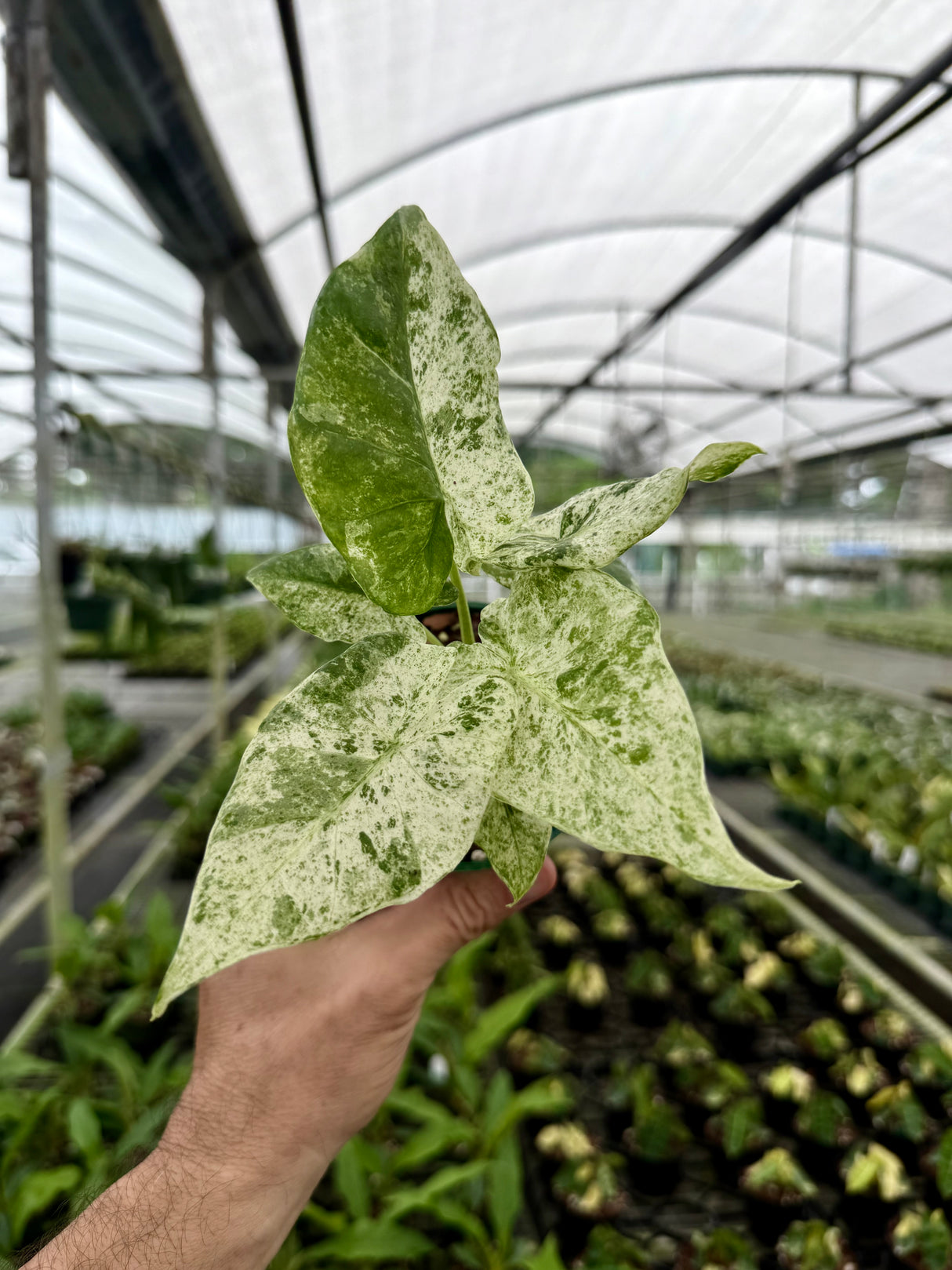 4" Alocasia ‘Blizzard’