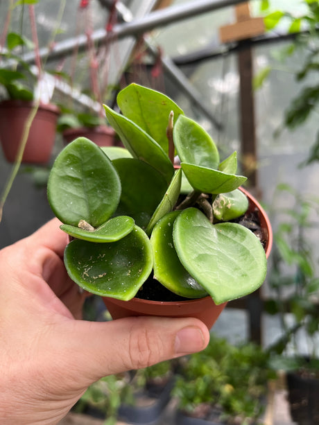 4" Hoya Chelsea