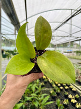 4” Hoya surigaoensis