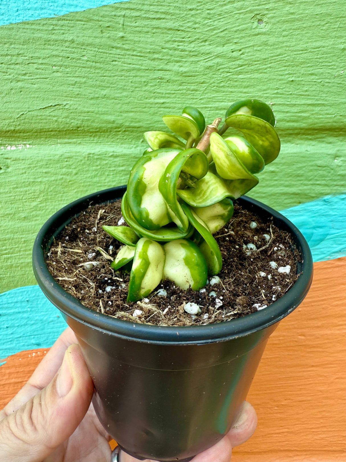 4" Hoya compacta 'Mauna Loa' (inner variegated)