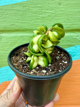 4" Hoya compacta 'Mauna Loa' (inner variegated)