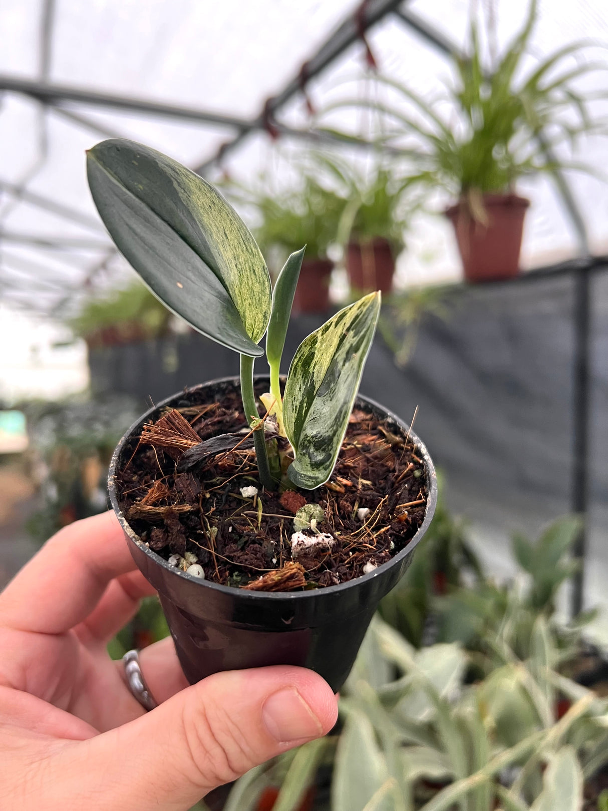 3” Scindapsus treubii 'Dark Form' variegated